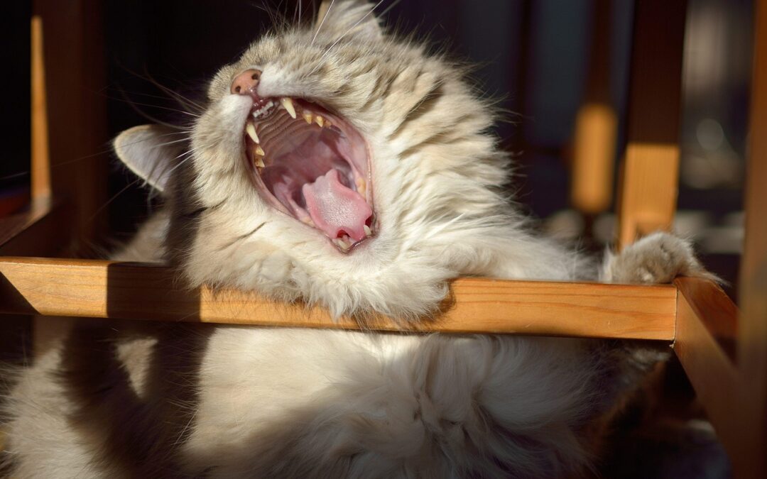 NAP Citation Management: Want Your WordPress Site To Shine Online?…